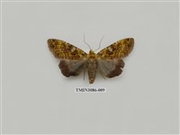 藏品(夜蛾904)的圖片